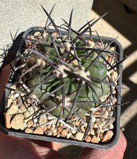 Copiapoa alticostata rap - copiapoa,