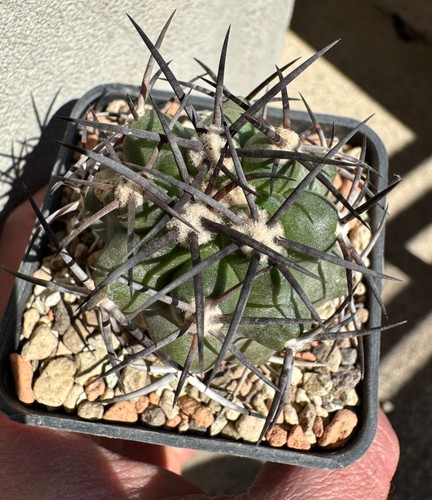 Copiapoa alticostata rap - copiapoa, 'rap