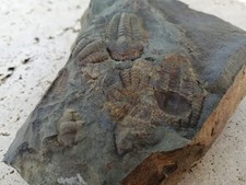 Trilobite  Ellipsocephalus Hoffi