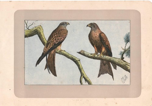 Uccelli rapaci nibbio reale - nibbio,