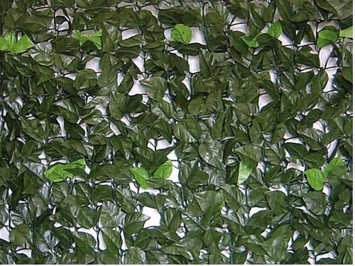Siepi siepe finta - siepi, evergreen
