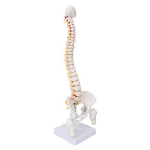 Modello colonna vertebrale