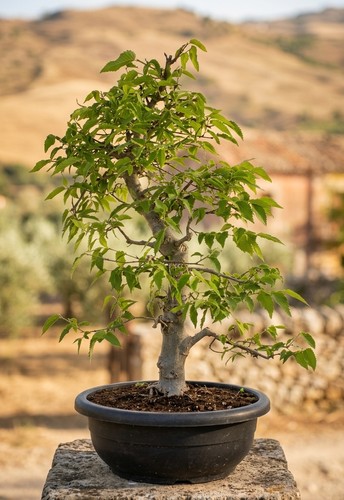 Bonsai bagolaro celtis - bonsai,