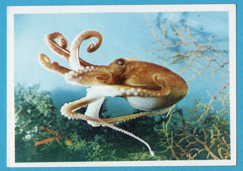 Animali tutto il - animali,