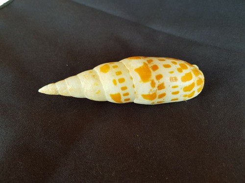 Conchiglia naturale mitra - naturale,