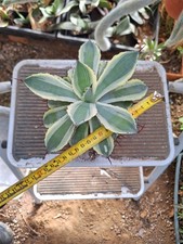 Agave potatorum kichiokan