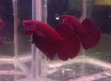 PESCE COMBATTENTE  BETTA
