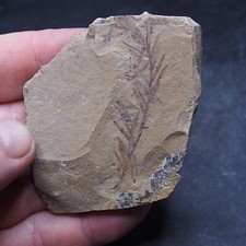 48gr Foglie di Sequoia Pianta