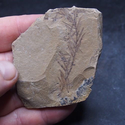 48gr foglie sequoia pianta - di,