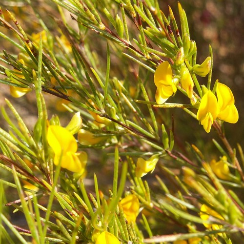 Rooibos - , linearis)