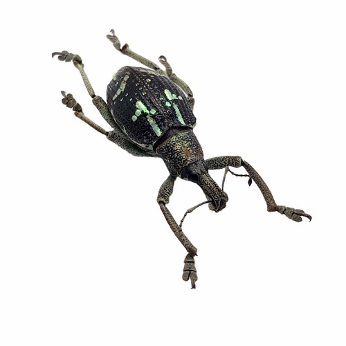 The weevil beetle - beetle, (rhinoscapha