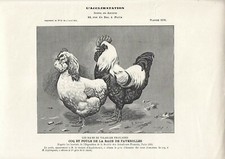Stampa antica GALLO e GALLINA