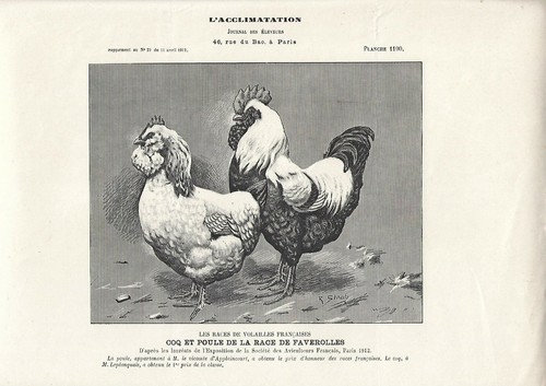 Stampa antica gallo - gallo, e