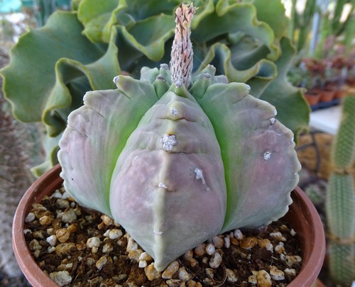 Astrophytum kikko herikan - astrophytum,