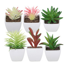 Set piante grasse - set,