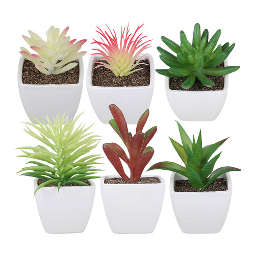 Set piante grasse - piante,