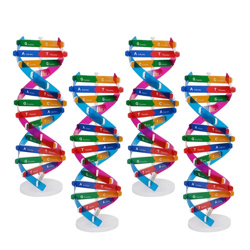 Kit modello dna doppia - di,