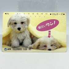 Scheda telefonica cane addormentato cucciolo maltese NTT Yao Branch da collez...