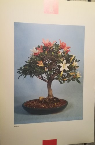 Bonsai azalea poster estratto - bonsai,