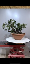 Phillirea yamadori Bonsai