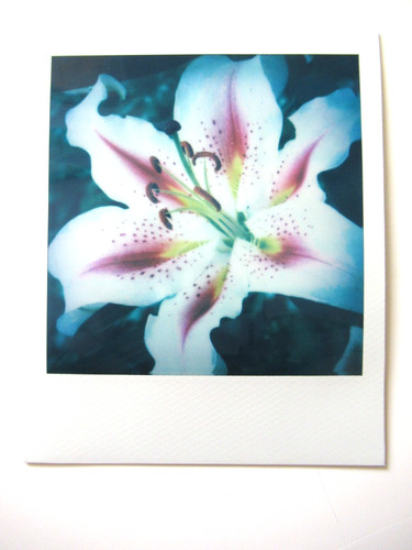 Araki polaroid originale - araki:,
