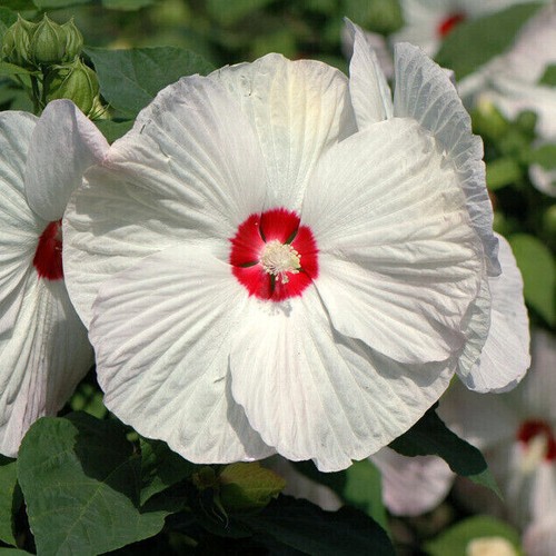 Semi hibiscus moscheutos - semi,