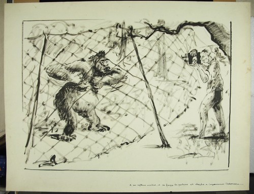 Fotografo animale zoo - fotografo, c1925