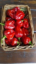 Habanero red semi peper - 40,