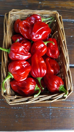 Habanero red semi - habanero, peper
