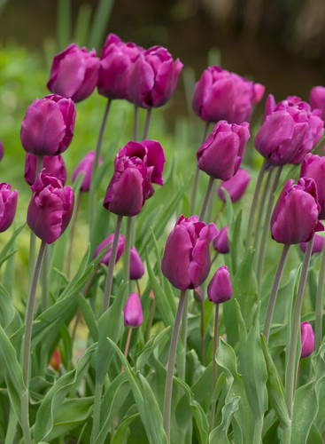 Bulbi tulipani purple rain - 8,