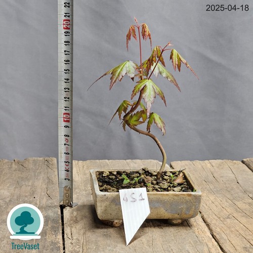 Bonsai acer palmatum japanese - bonsai,