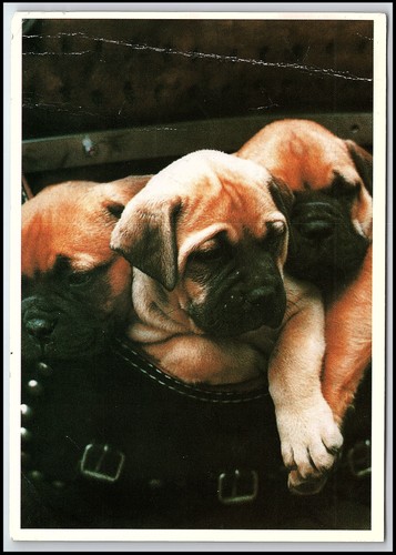 Cartolina fotografica vintage