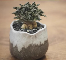 Rara pianta succulenta