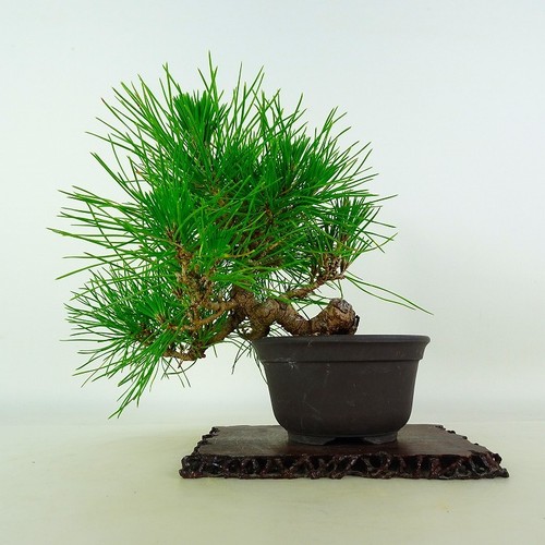 Pinus thunbergii vaso bonsai - vaso,