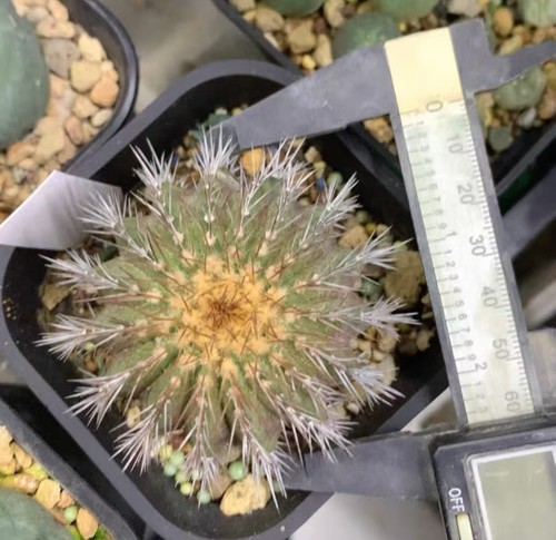 Uebelmannia pectinifera pz - uebelmannia,