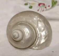 Conchiglia  madreperla Turbo Imperialis Naturale Splendida