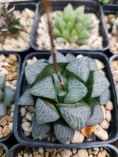 HAWORTHIA CORRECTA / BAYERI GREEN 9 CM