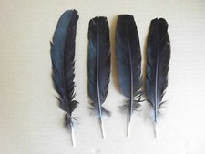 4 piume di pollo nere, piume di topo, 20 - 25 cm, fai da te, floristica