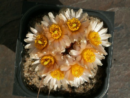 Pediocactus bradyi ssp