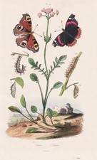 Vanessa Admiral Aglais