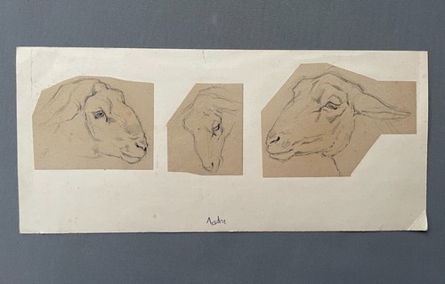 Teste pecora disegno - di,