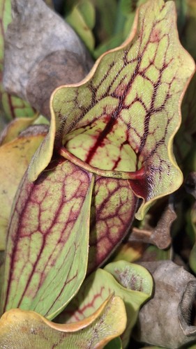 Sarracenia purpurea venosa var