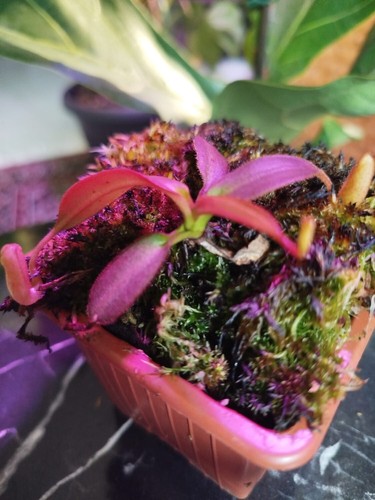 Nepenthes burbidgeae vaso - in,