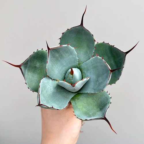 Pianta agave succulenta - pianta,