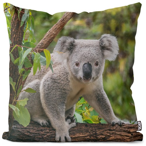 Fodera cuscino koala - , foto