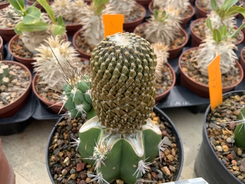 206 pelecyphora strobiliformis - 206,