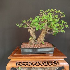 PRE BONSAI  DI OLMO CAMPESTRE