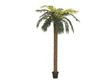 EUROPALMS Palma delle Canarie