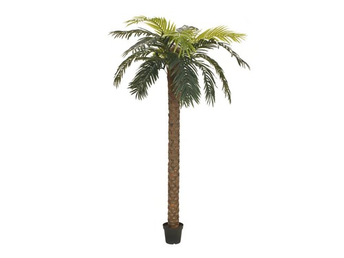 Europalms palma delle - palma, canarie