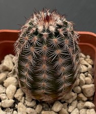 Echinocereus fitchii ssp. armatus cactus, Kakteen, Seedling